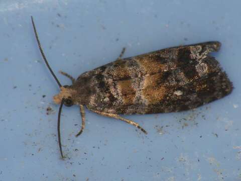 Image of Tortricid moth