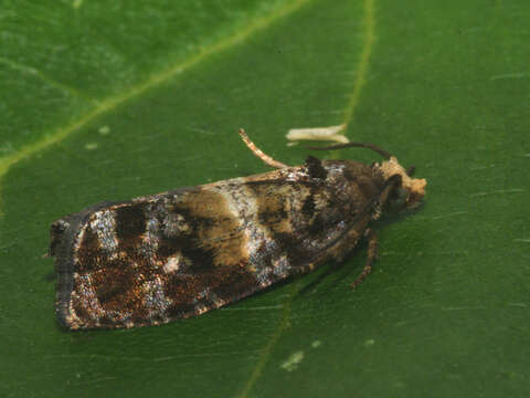 Image of Tortricid moth