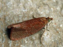 Image of Celypha rufana