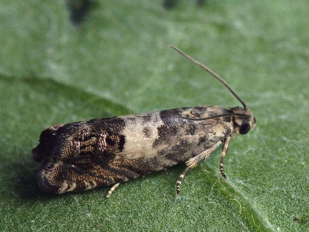 Image of gorse pod moth