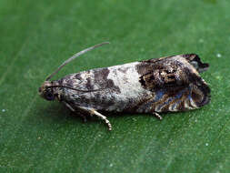 Image of gorse pod moth