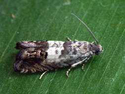 Image of gorse pod moth