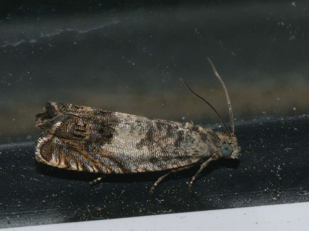 Image of gorse pod moth