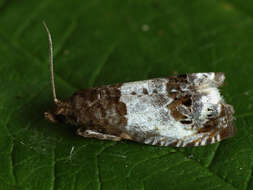 Image of Notocelia rosaecolana Doubleday 1835