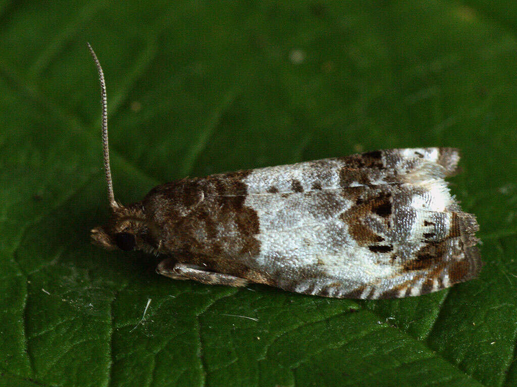 Image of Notocelia rosaecolana Doubleday 1835