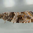 Image of Poplar Shoot