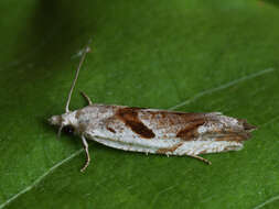 Image of Eucosma tundrana Kennel 1900