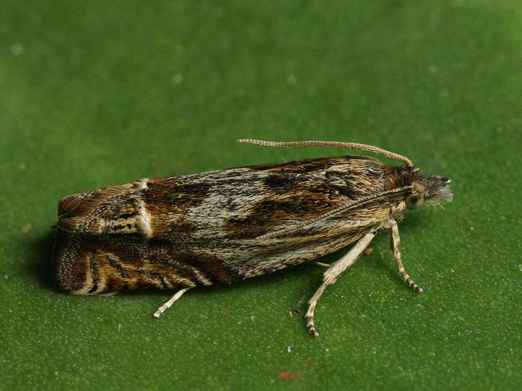 Image of Eucosma aspidiscana