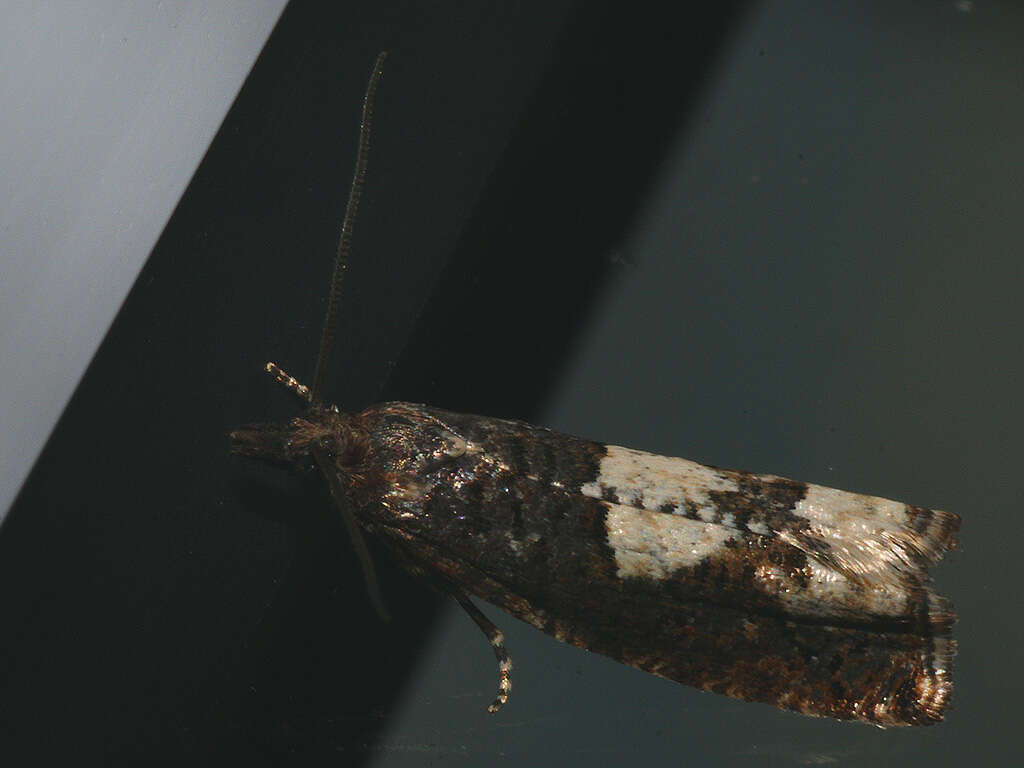 Image of Epinotia trigonella Linnaeus 1758