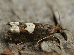 Image of Epinotia trigonella Linnaeus 1758