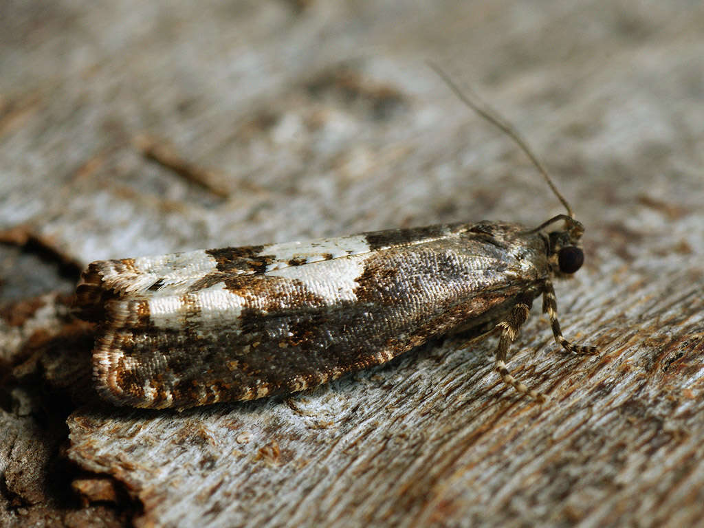 Image of Epinotia trigonella Linnaeus 1758