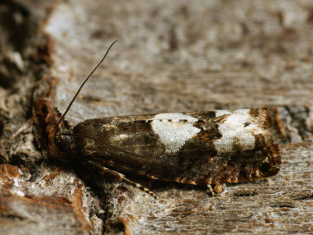 Image of Epinotia trigonella Linnaeus 1758