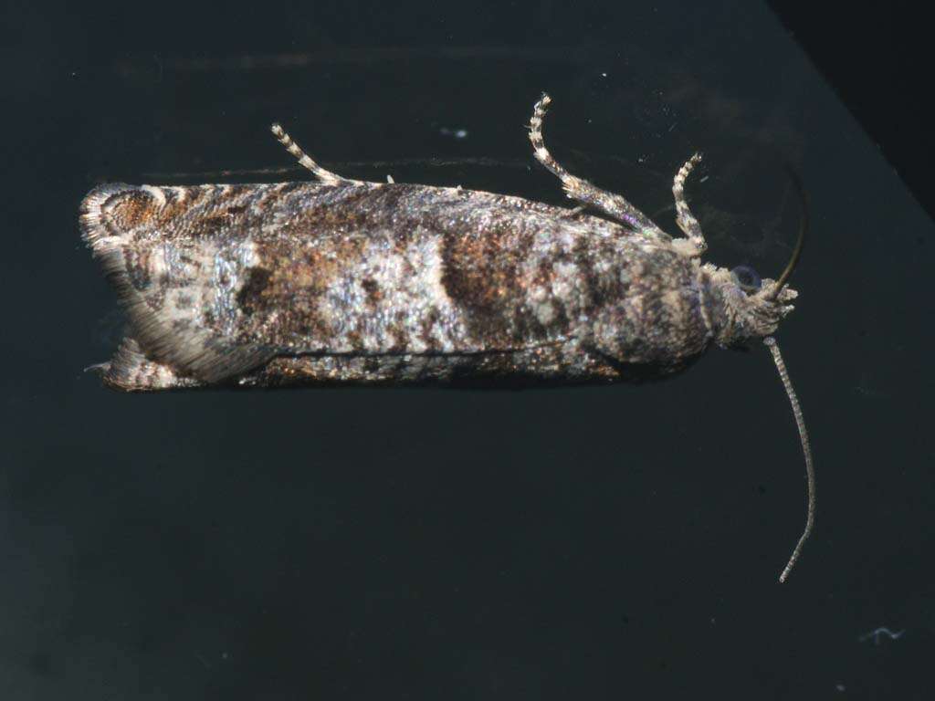 Image of square-barred bell moth