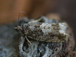 Image of square-barred bell moth