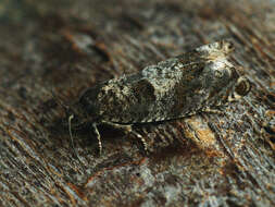 Image of square-barred bell moth