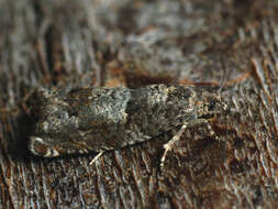 Image of square-barred bell moth