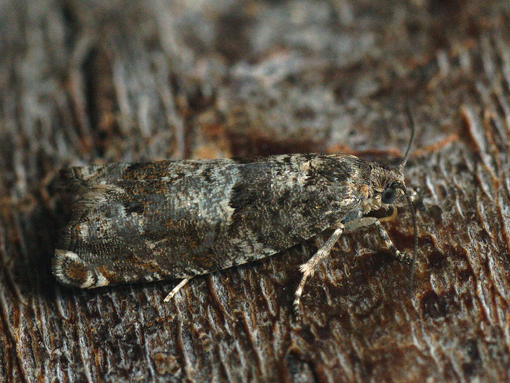 Image of square-barred bell moth