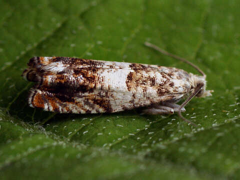 Image of Epinotia subocellana Donovan 1806