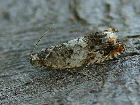 Image of Epinotia subocellana Donovan 1806