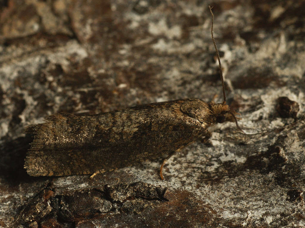 Image of Epinotia sordidana Hübner 1828