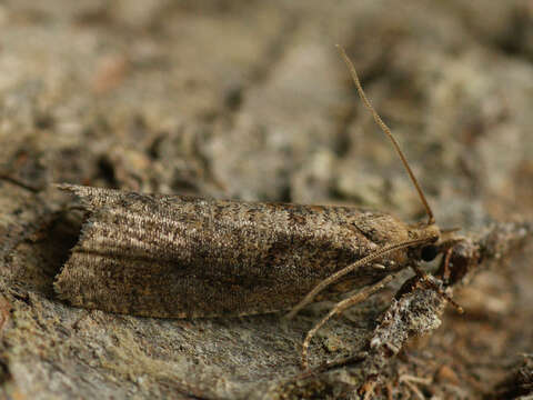 Image of Epinotia sordidana Hübner 1828