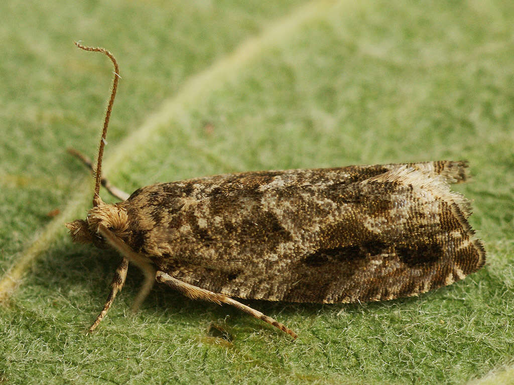 Image of Epinotia signatana Douglas 1845