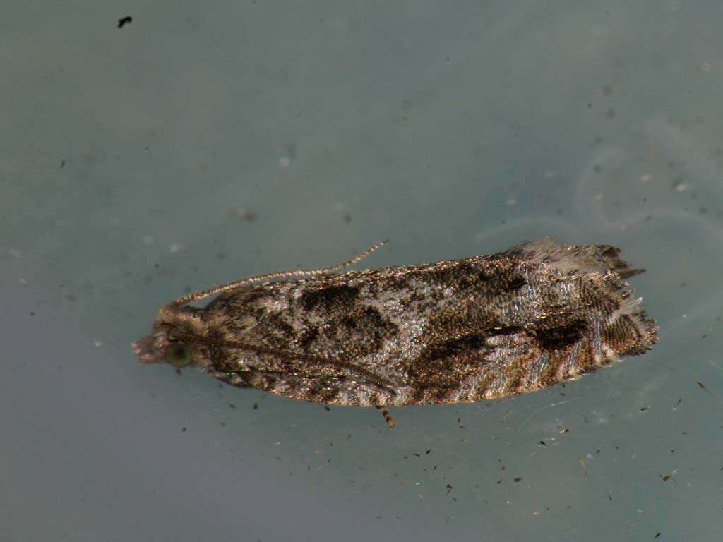 Image of Epinotia signatana Douglas 1845