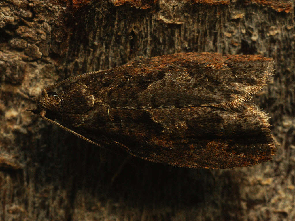 Image of Epinotia brunnichana Linnaeus 1767