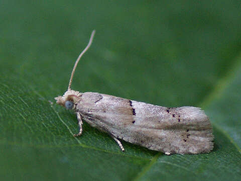 Image of Epinotia bilunana Haworth 1811