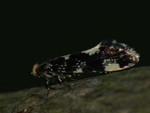 Image de Triaxomera fulvimitrella (Sodoffsky 1830)