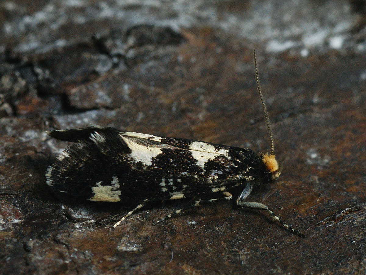 Image de Triaxomera fulvimitrella (Sodoffsky 1830)