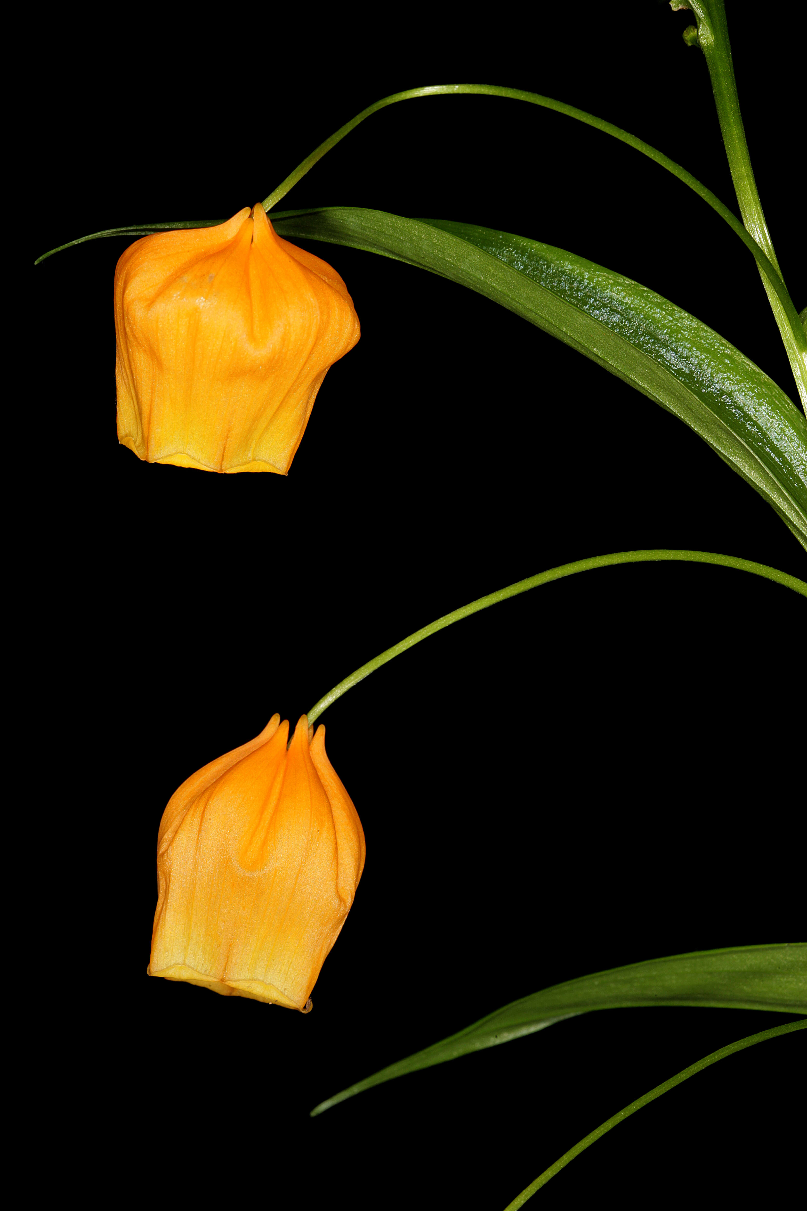 Image of Sandersonia aurantiaca Hook.