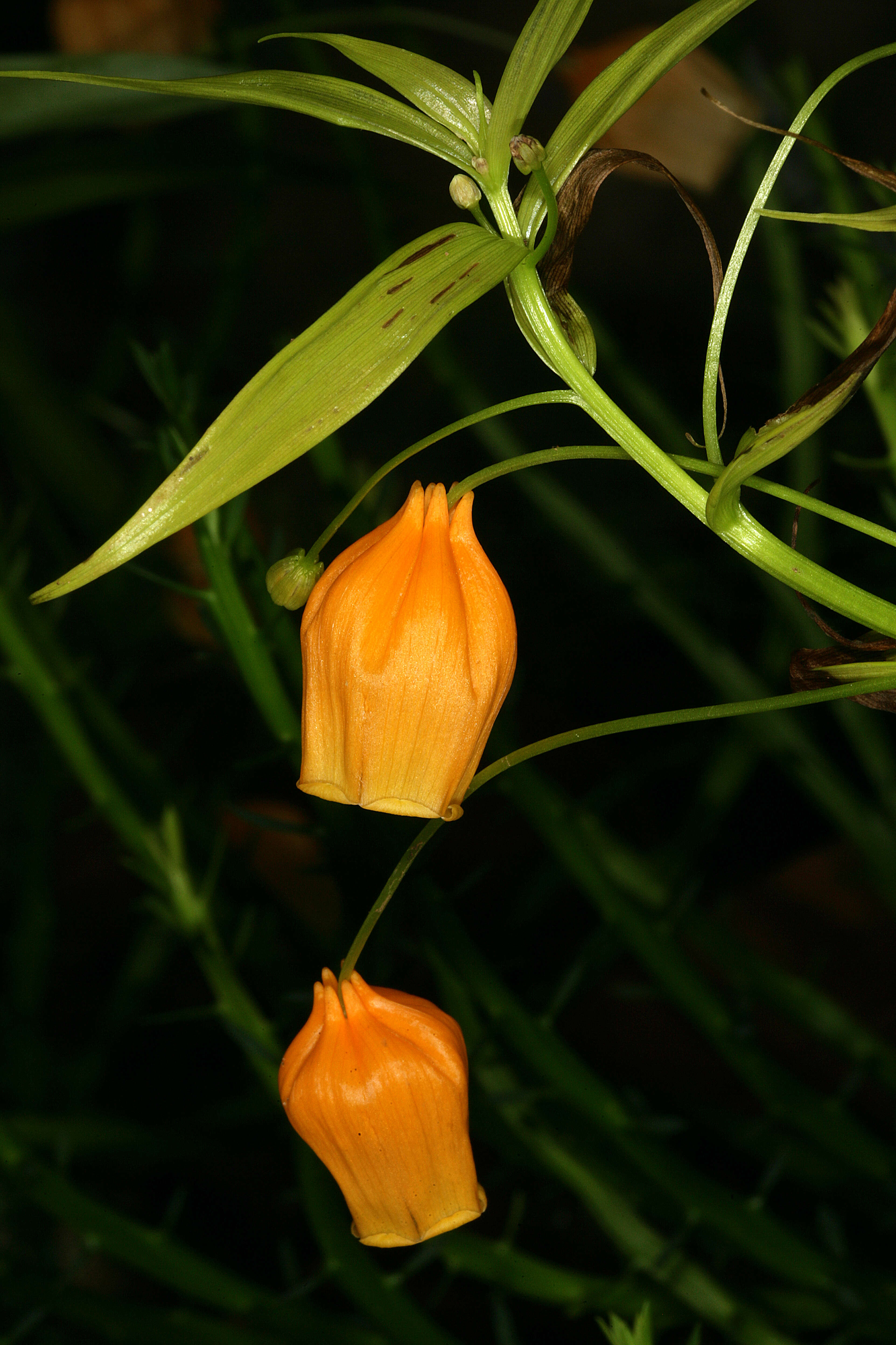 Image of Sandersonia aurantiaca Hook.