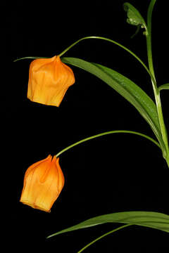 Image de Sandersonia aurantiaca Hook.