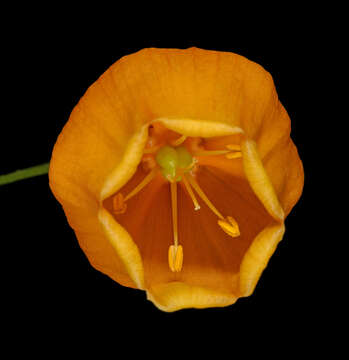 Image de Sandersonia aurantiaca Hook.