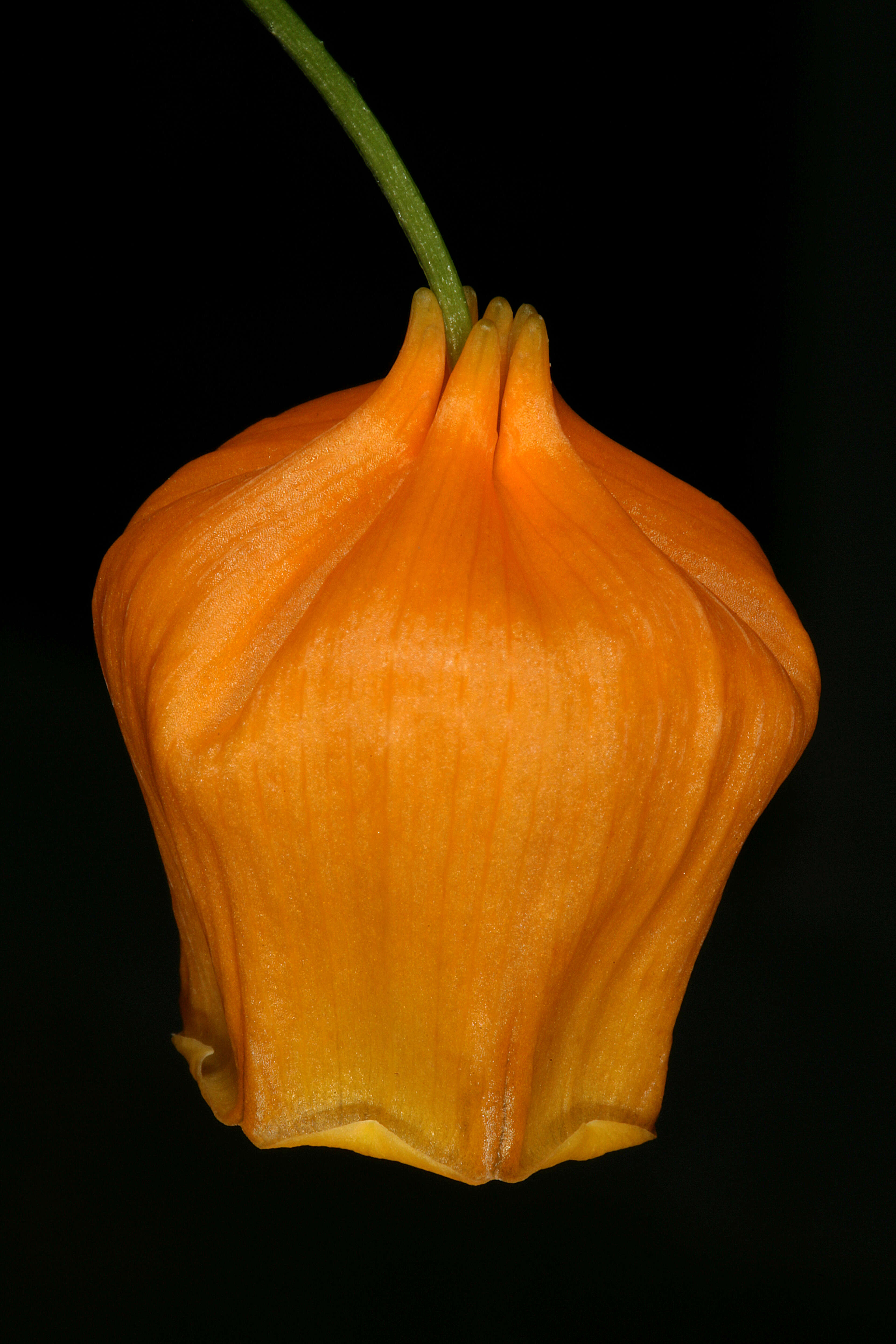 Image of Sandersonia aurantiaca Hook.
