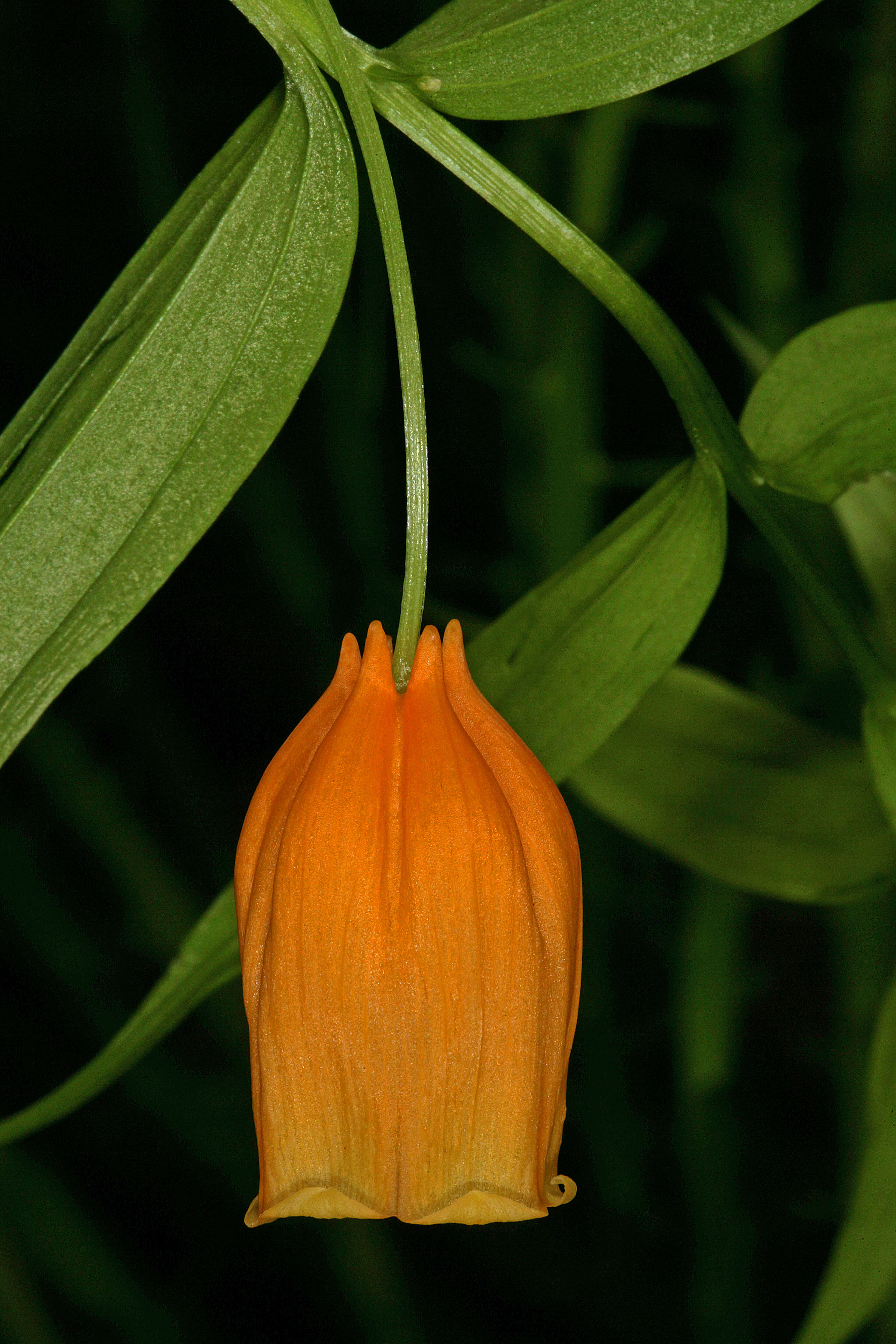 Image of Sandersonia aurantiaca Hook.