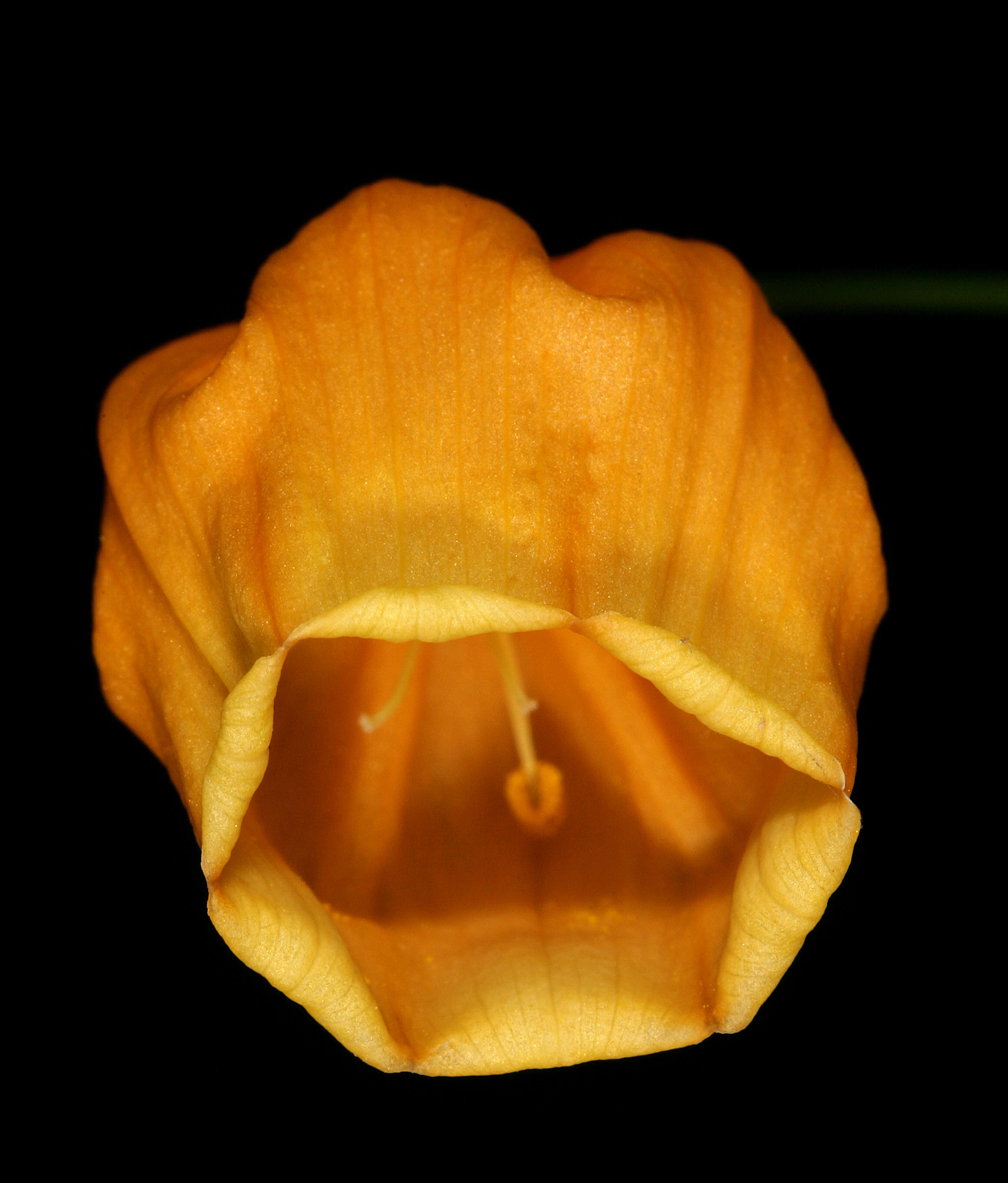 Image of Sandersonia aurantiaca Hook.