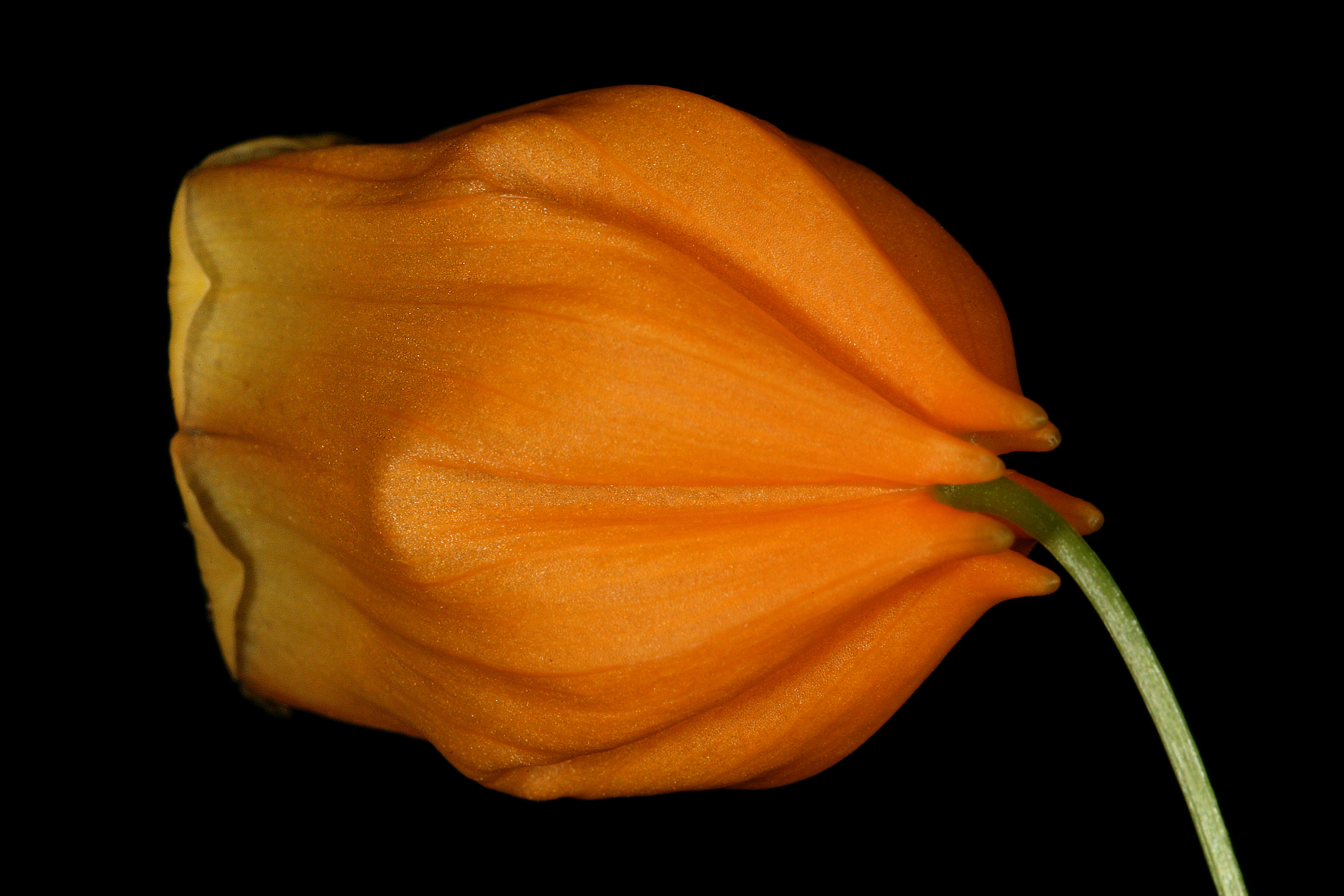 Image of Sandersonia aurantiaca Hook.