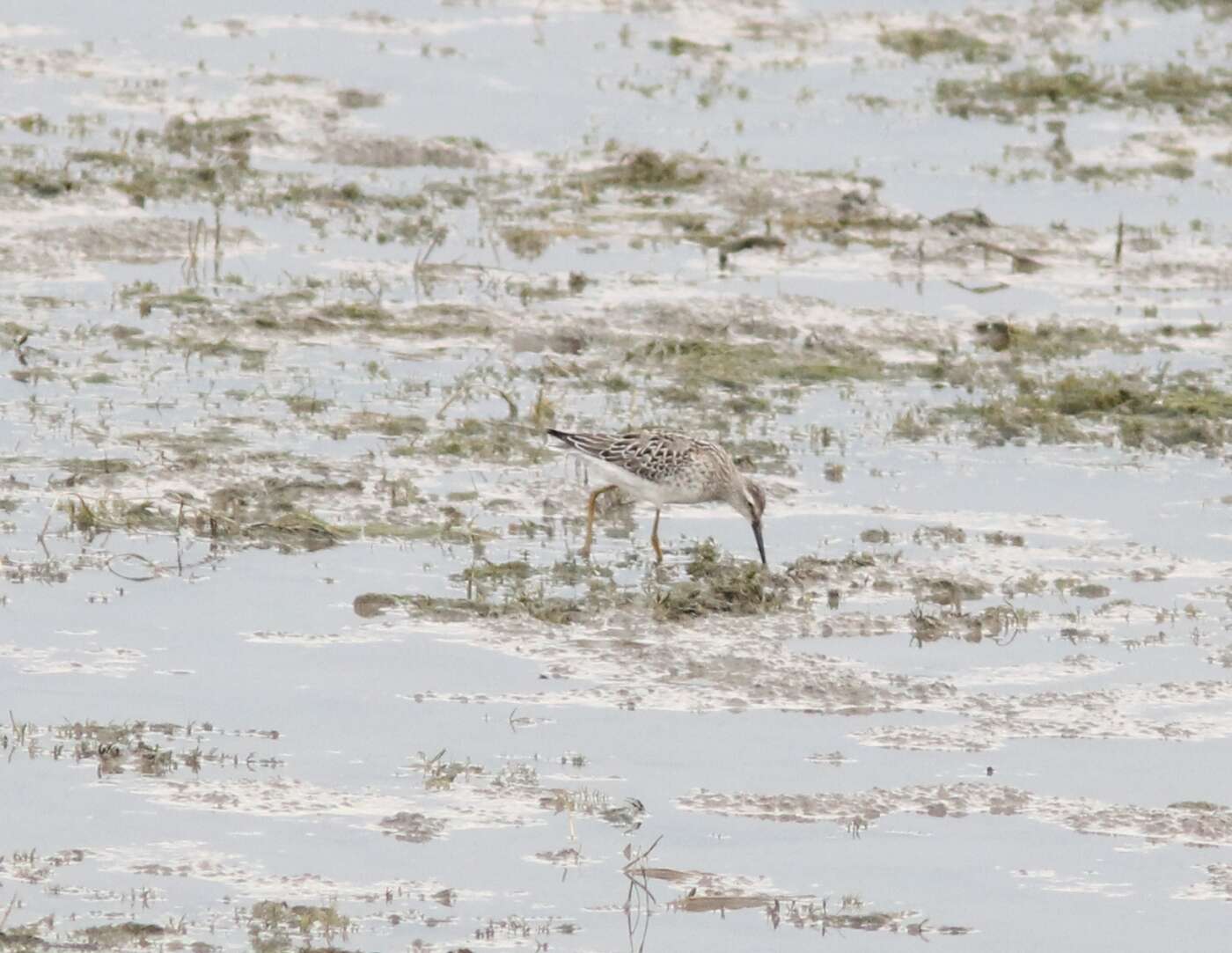 Image of Stilt Sandpiper