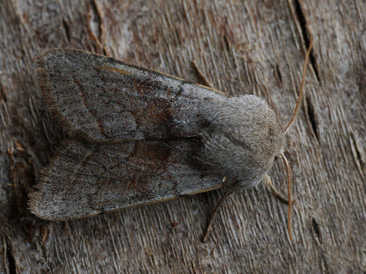 Слика од Orthosia opima Hübner 1827