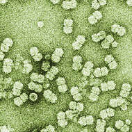 Image of Begomovirus