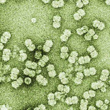 Image of Begomovirus