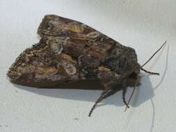 Image of Beautiful Brocade