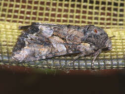 Image of Beautiful Brocade
