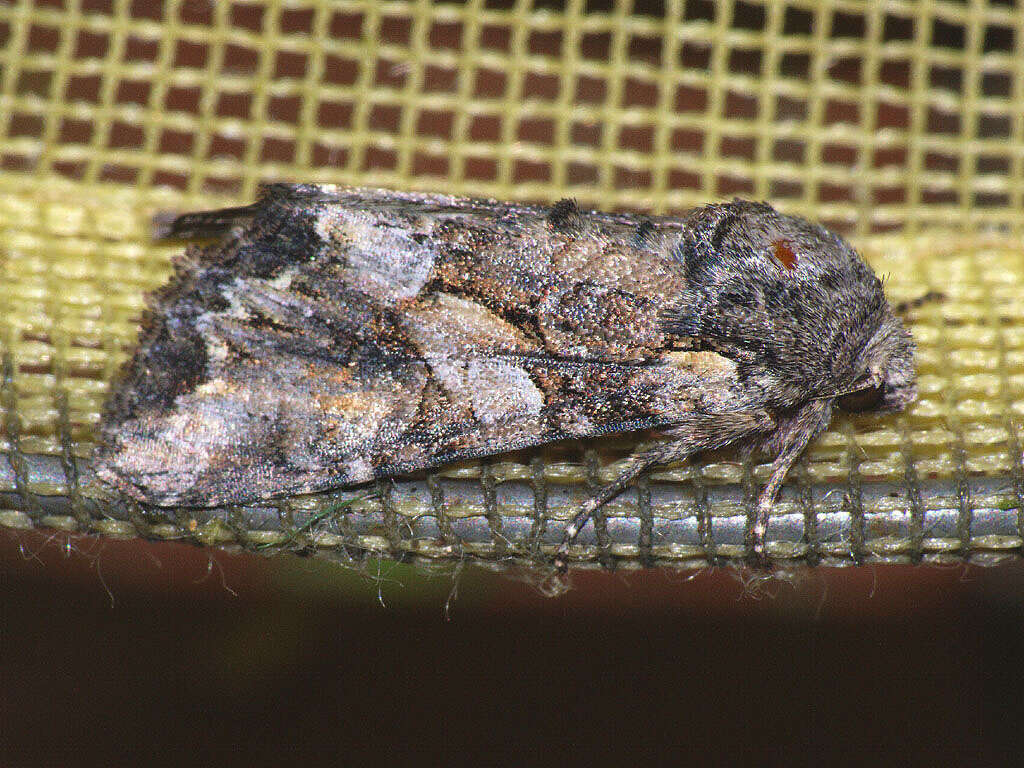 Image of Beautiful Brocade