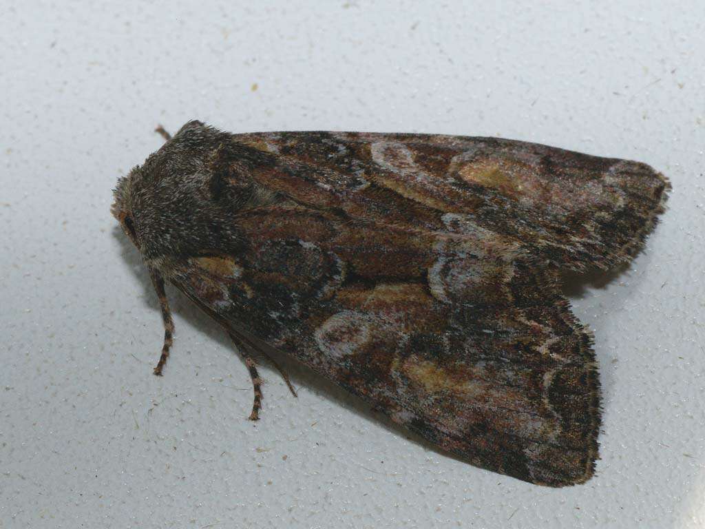 Image of Beautiful Brocade