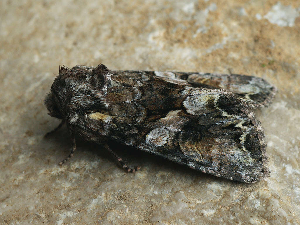 Image of Beautiful Brocade