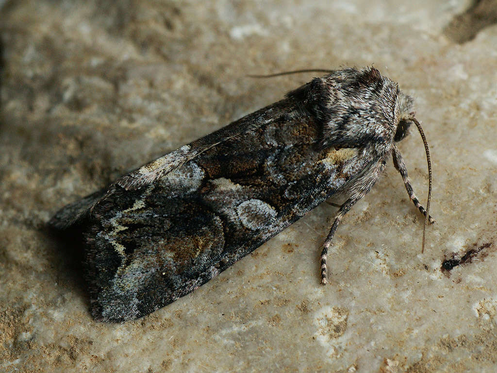 Image of Beautiful Brocade