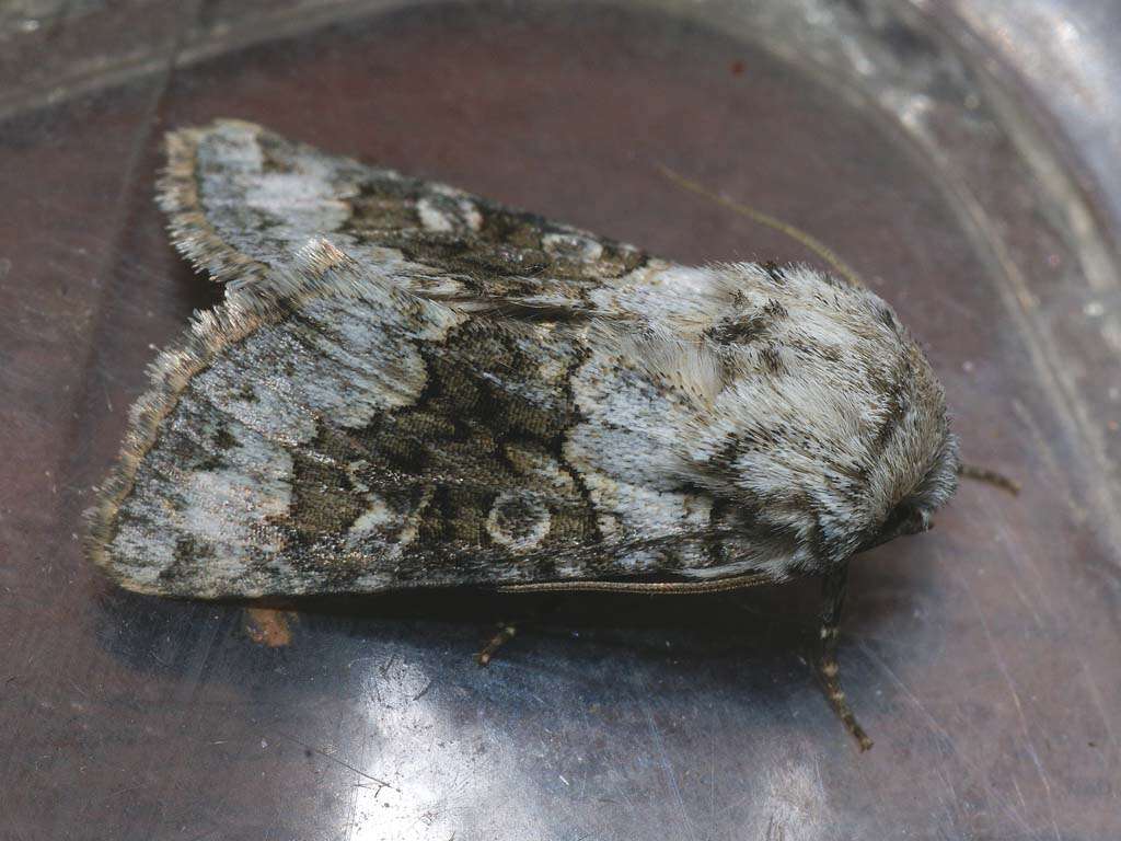 Image of broad-barred white